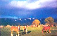 
Draft horses are great for the small farmer who loves animals.
